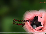 Oriental Poppy Wallpaper